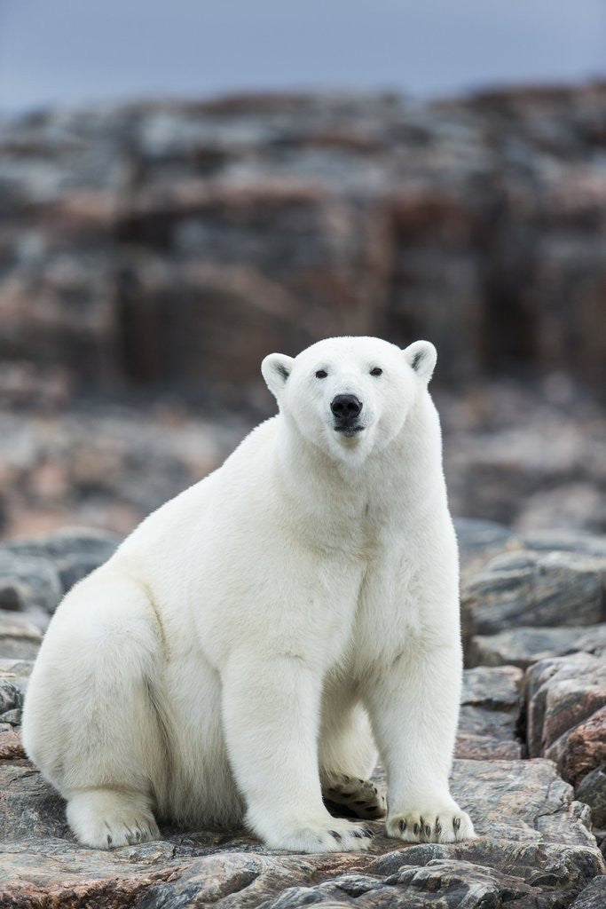 Detail of Polar Bear on Harbour Islands, Hudson Bay, Nunavut, Canada by Anonymous