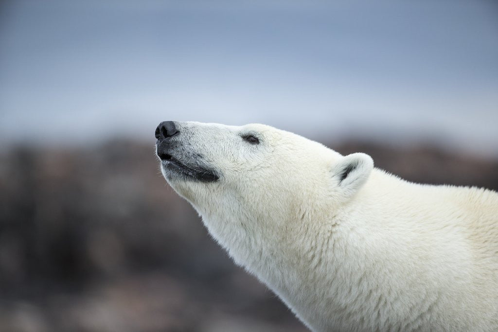 Detail of Polar Bear on Harbour Islands, Hudson Bay, Nunavut, Canada by Anonymous