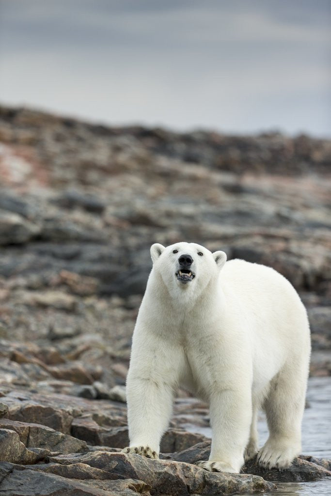 Detail of Polar Bear on Harbour Islands, Hudson Bay, Nunavut, Canada by Anonymous