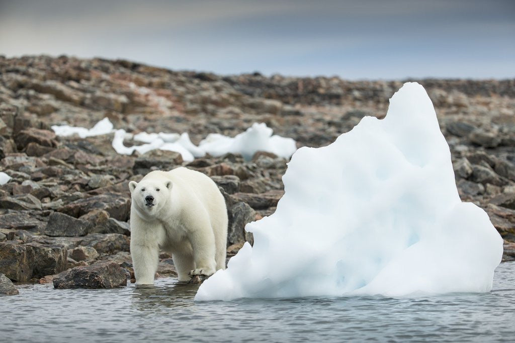Detail of Polar Bear on Harbour Islands, Hudson Bay, Nunavut, Canada by Anonymous