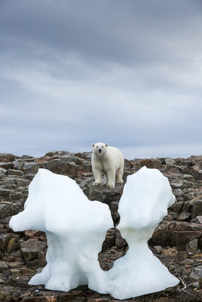 Detail of Polar Bear on Harbour Islands, Hudson Bay, Nunavut, Canada by Anonymous