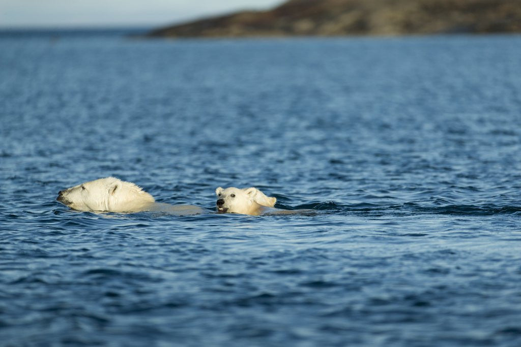 Detail of Polar Bear Cubs Swimming, Hudson Bay, Nunavut, Canada by Anonymous