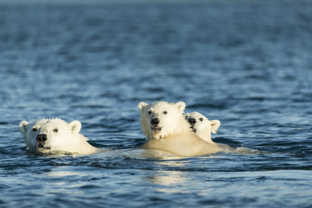 Detail of Polar Bear Cubs Swimming, Hudson Bay, Nunavut, Canada by Anonymous