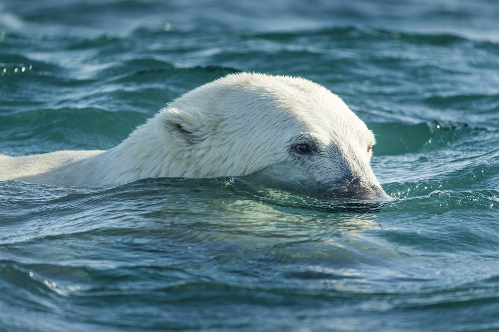 Detail of Polar Bear Swimming in Hudson Bay, Nunavut, Canada by Anonymous