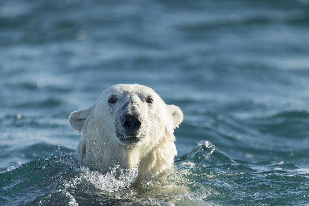 Detail of Polar Bear Swimming in Hudson Bay, Nunavut, Canada by Corbis