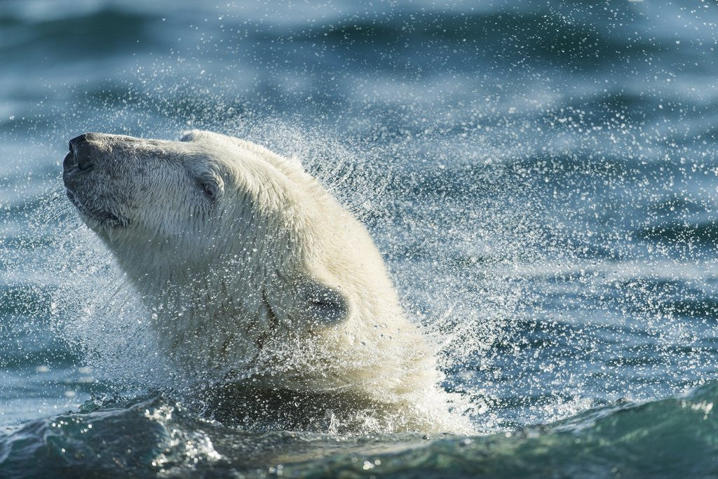 Detail of Polar Bear Swimming in Hudson Bay, Nunavut, Canada by Anonymous