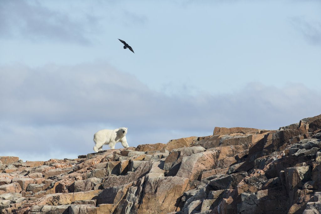 Detail of Polar Bear on Harbour Islands, Hudson Bay, Nunavut, Canada by Anonymous