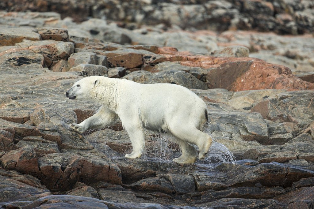 Detail of Polar Bear on Harbour Islands, Hudson Bay, Nunavut, Canada by Anonymous