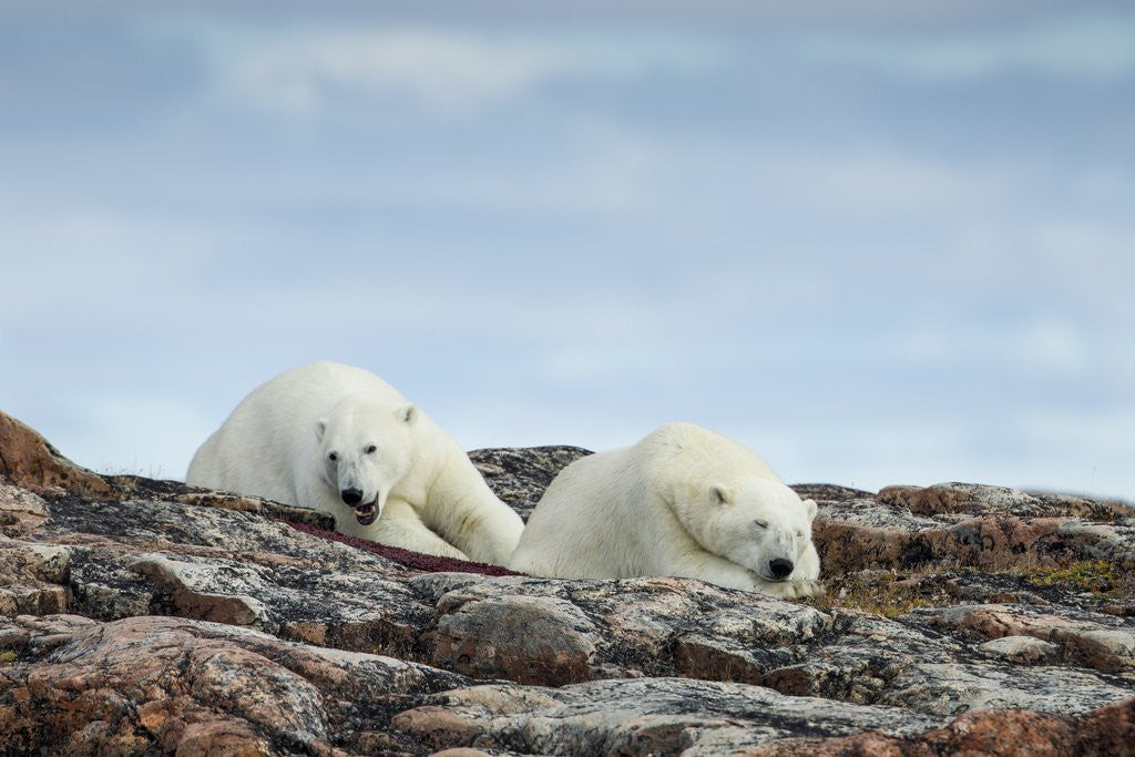 Detail of Polar Bears on Harbour Islands, Hudson Bay, Nunavut, Canada by Anonymous