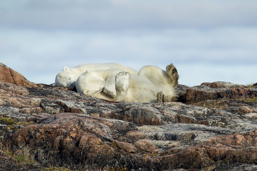 Detail of Polar Bears Sleeping on Harbour Islands, Hudson Bay, Nunavut, Canada by Anonymous