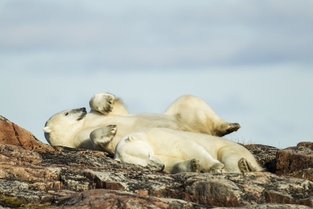 Detail of Polar Bears Sleeping on Harbour Islands, Hudson Bay, Nunavut, Canada by Anonymous