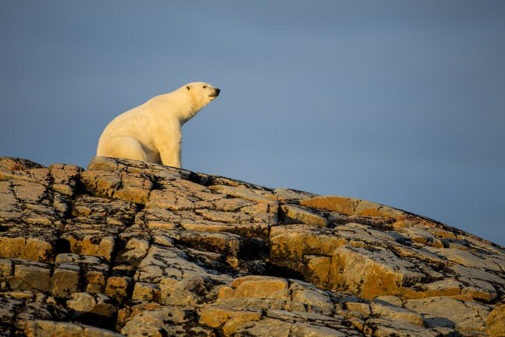 Detail of Polar Bear on Harbour Islands, Hudson Bay, Nunavut, Canada by Anonymous