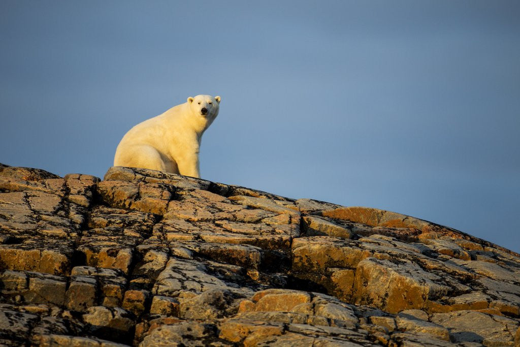 Detail of Polar Bear on Harbour Islands, Hudson Bay, Nunavut, Canada by Anonymous