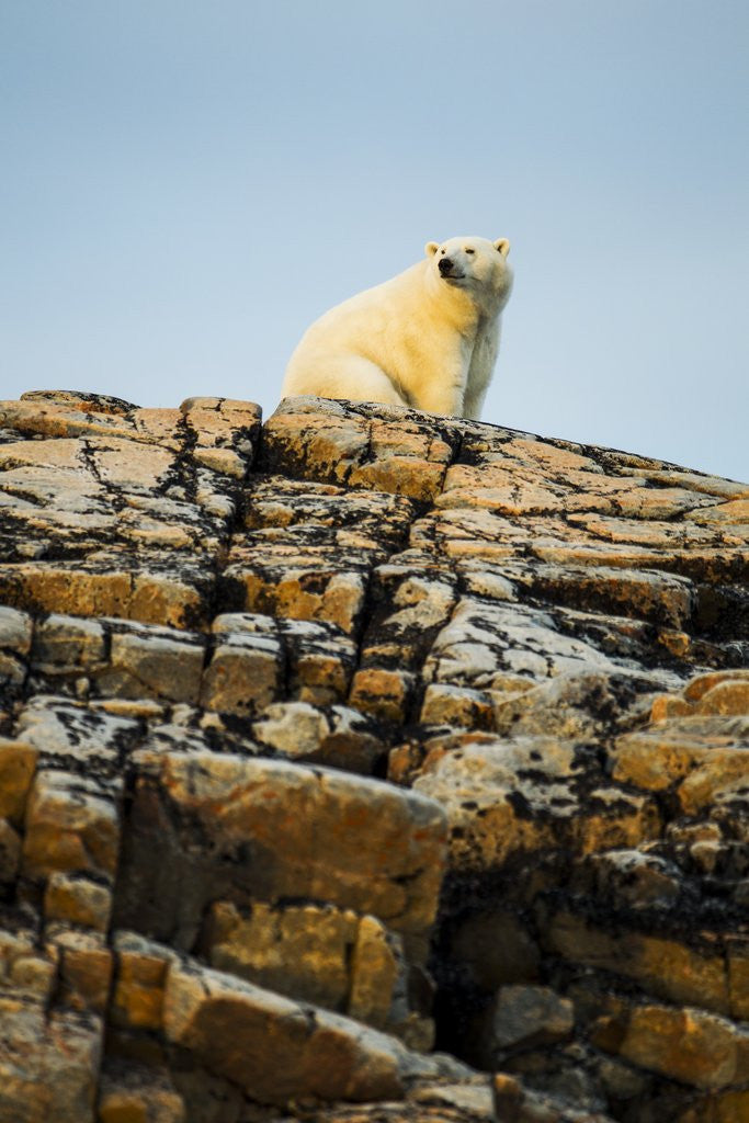 Detail of Polar Bear on Harbour Islands, Hudson Bay, Nunavut, Canada by Anonymous