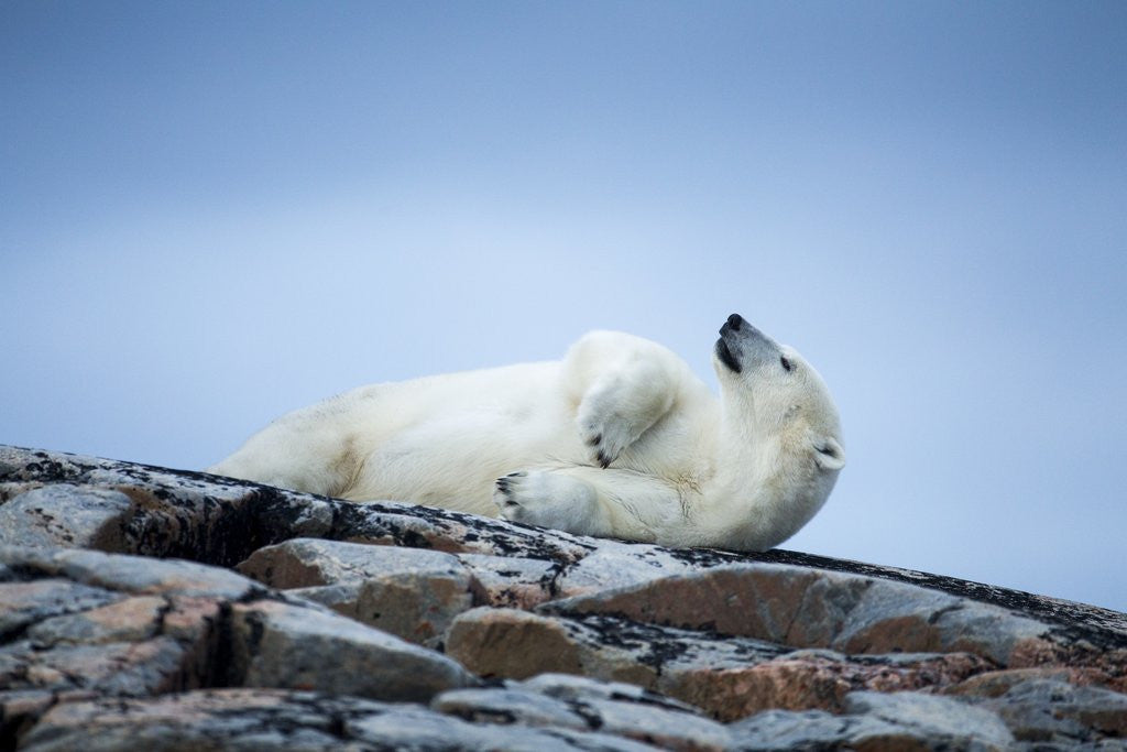Detail of Polar Bear on Harbour Islands, Hudson Bay, Nunavut, Canada by Anonymous
