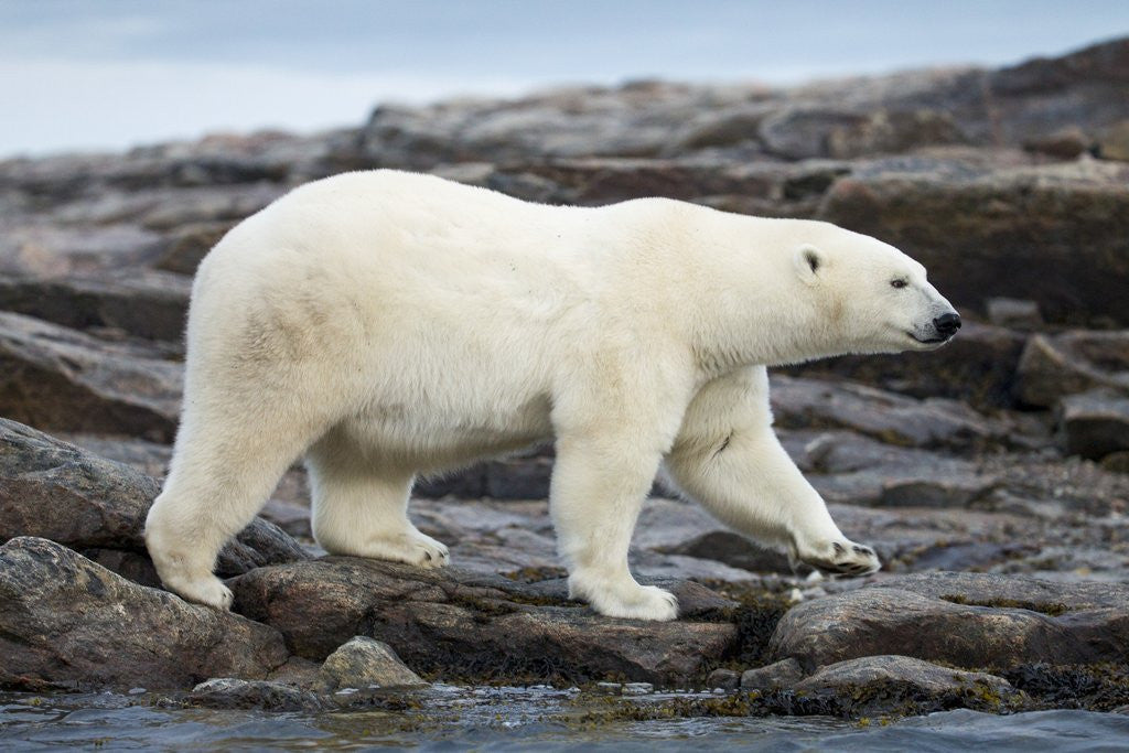 Detail of Polar Bear on Harbour Islands, Hudson Bay, Nunavut, Canada by Corbis