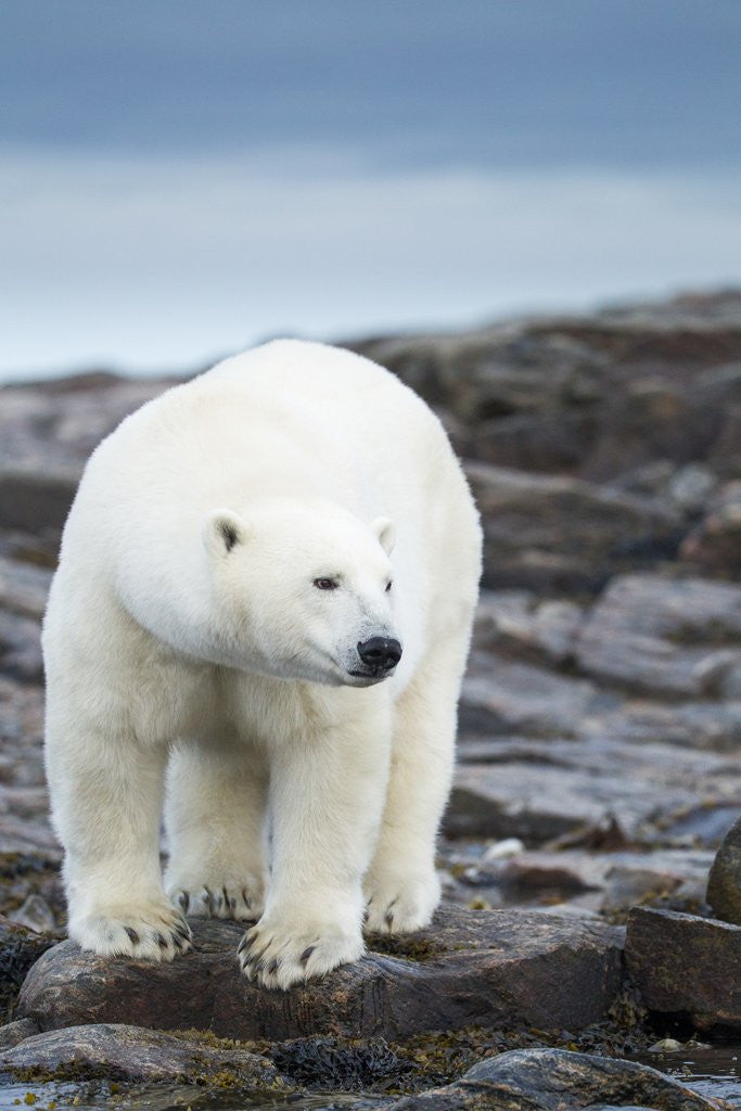 Detail of Polar Bear on Harbour Islands, Hudson Bay, Nunavut, Canada by Anonymous