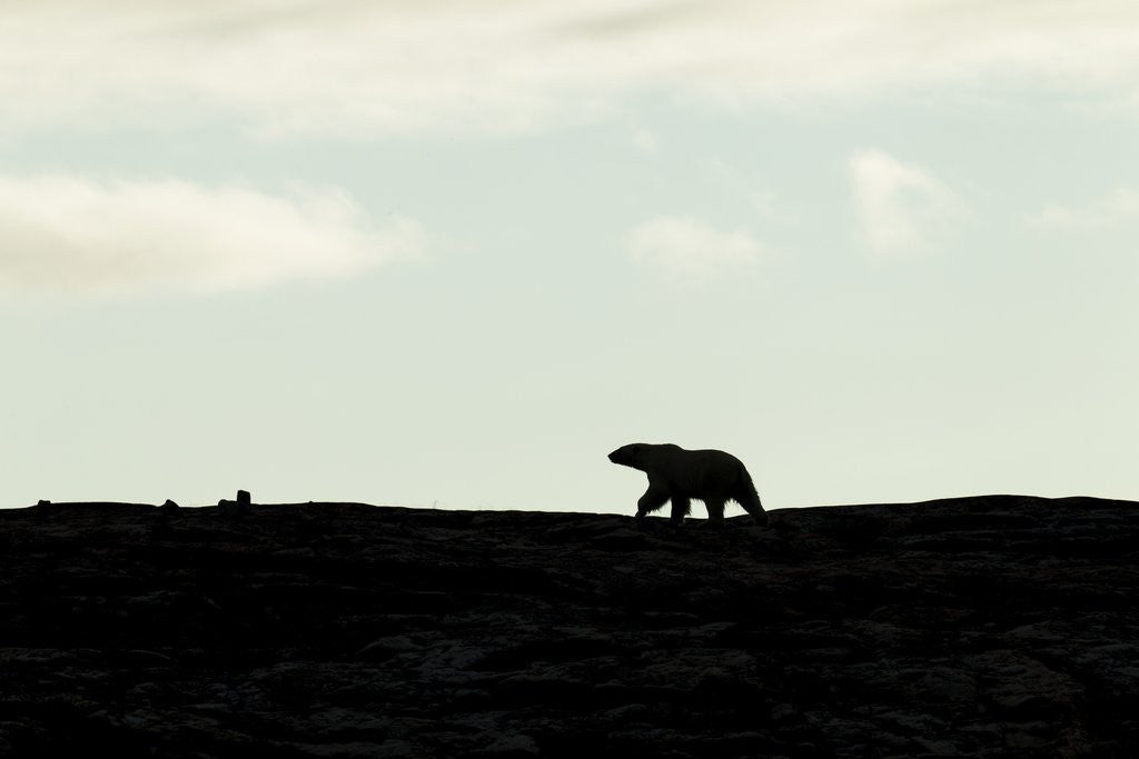 Detail of Polar Bear on Harbour Islands, Hudson Bay, Nunavut, Canada by Anonymous