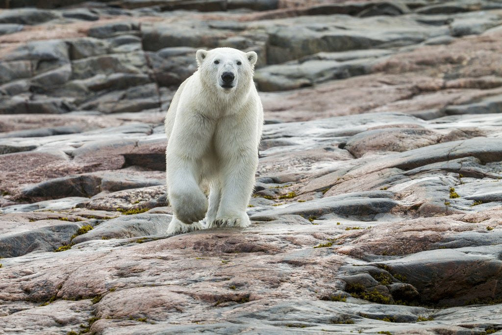 Detail of Polar Bear on Harbour Islands, Hudson Bay, Nunavut, Canada by Anonymous
