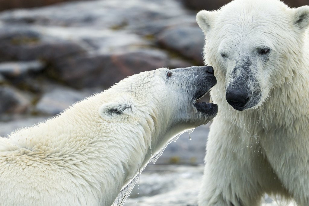 Detail of Polar Bears Sparring on Harbour Islands, Hudson Bay, Nunavut, Canada by Corbis