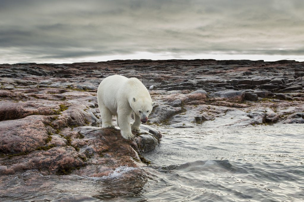 Detail of Polar Bear, Nunavut Territory, Canada by Anonymous