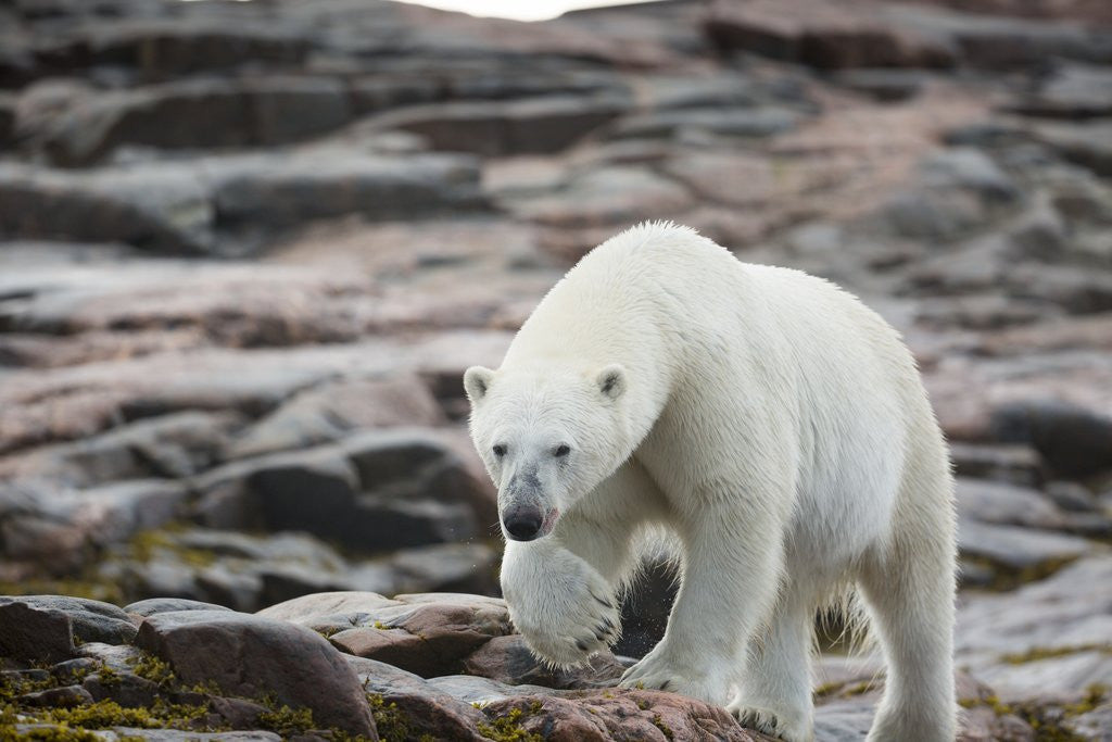 Detail of Polar Bear on Harbour Islands, Hudson Bay, Nunavut, Canada by Anonymous