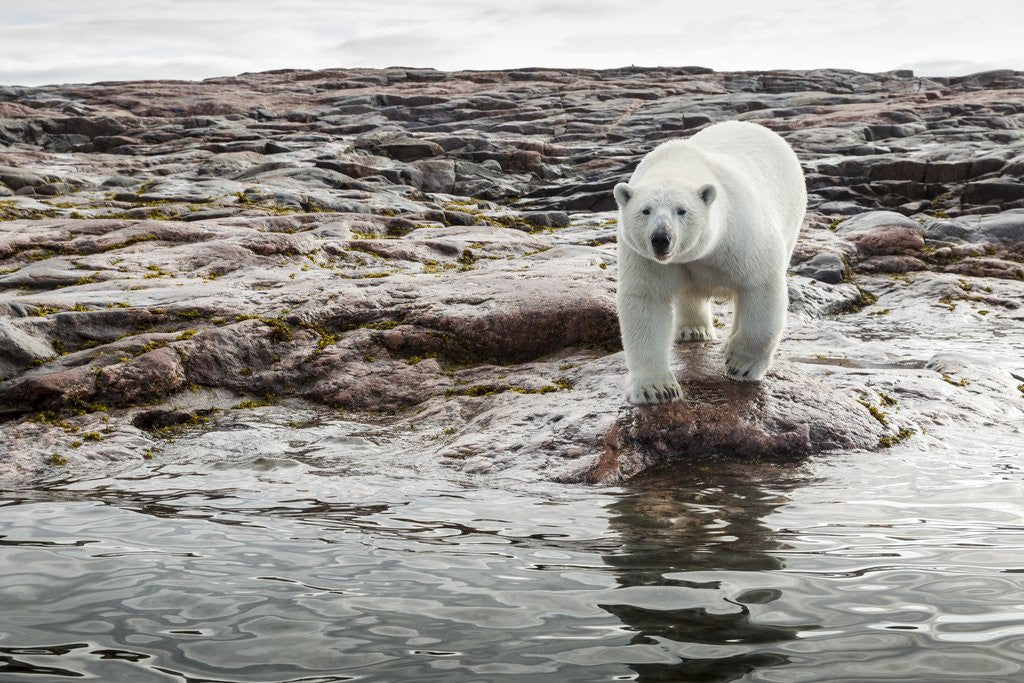 Detail of Polar Bear on Harbour Islands, Hudson Bay, Nunavut, Canada by Anonymous
