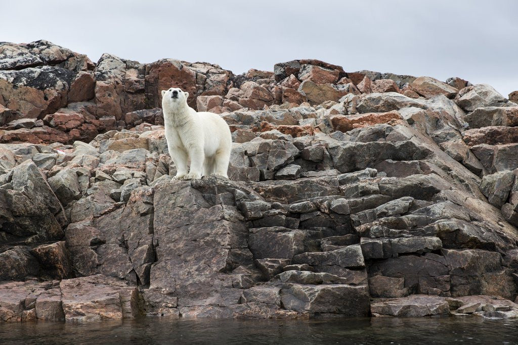 Detail of Polar Bear on Harbour Islands, Hudson Bay, Nunavut, Canada by Anonymous