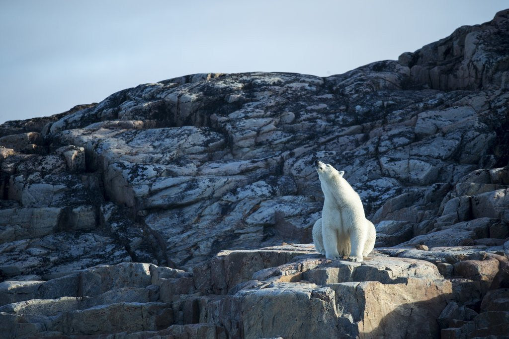 Detail of Polar Bear on Harbour Islands, Hudson Bay, Nunavut, Canada by Anonymous