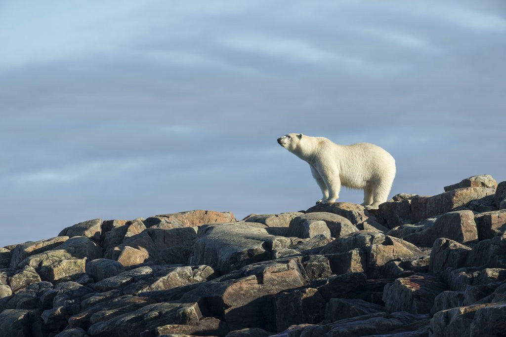 Detail of Polar Bear on Harbour Islands, Hudson Bay, Nunavut, Canada by Anonymous