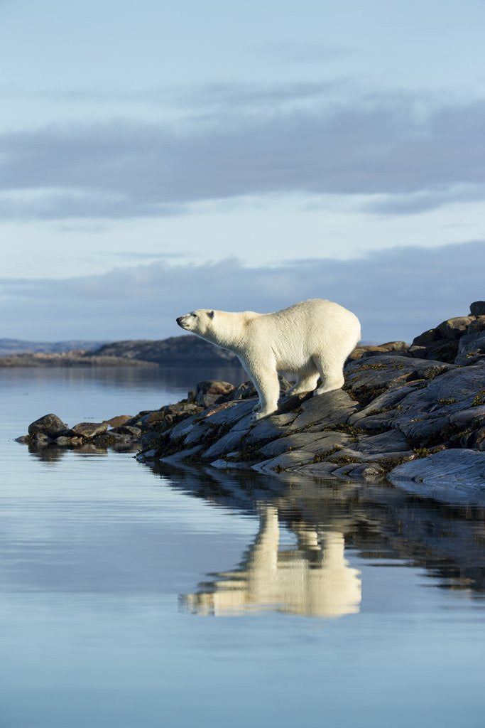 Detail of Polar Bear on Harbour Islands, Hudson Bay, Nunavut, Canada by Anonymous