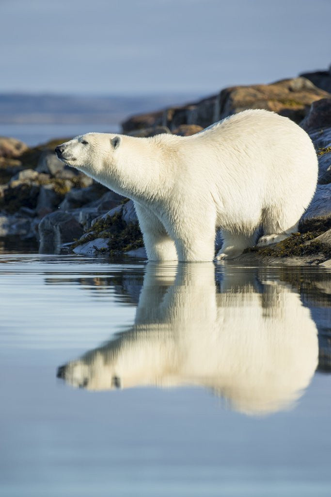 Detail of Polar Bear on Harbour Islands, Hudson Bay, Nunavut, Canada by Anonymous
