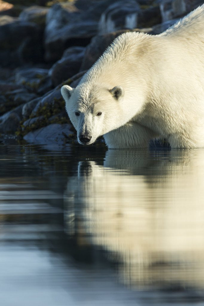 Detail of Polar Bear on Harbour Islands, Hudson Bay, Nunavut, Canada by Anonymous