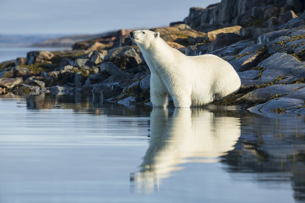 Detail of Polar Bear on Harbour Islands, Hudson Bay, Nunavut, Canada by Anonymous
