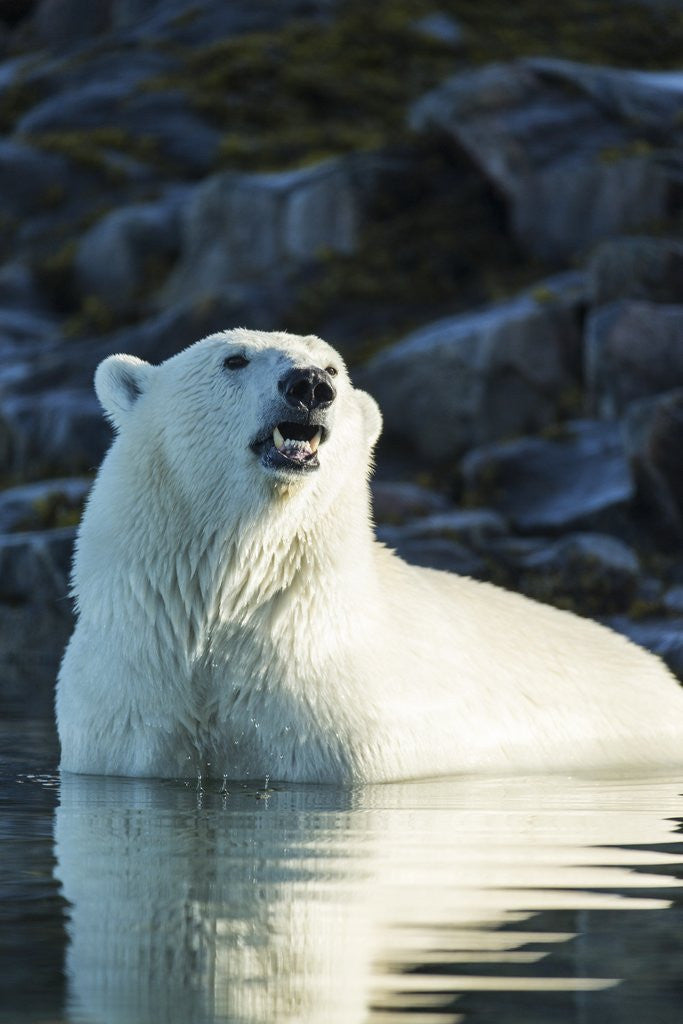 Detail of Polar Bear on Harbour Islands, Hudson Bay, Nunavut, Canada by Anonymous