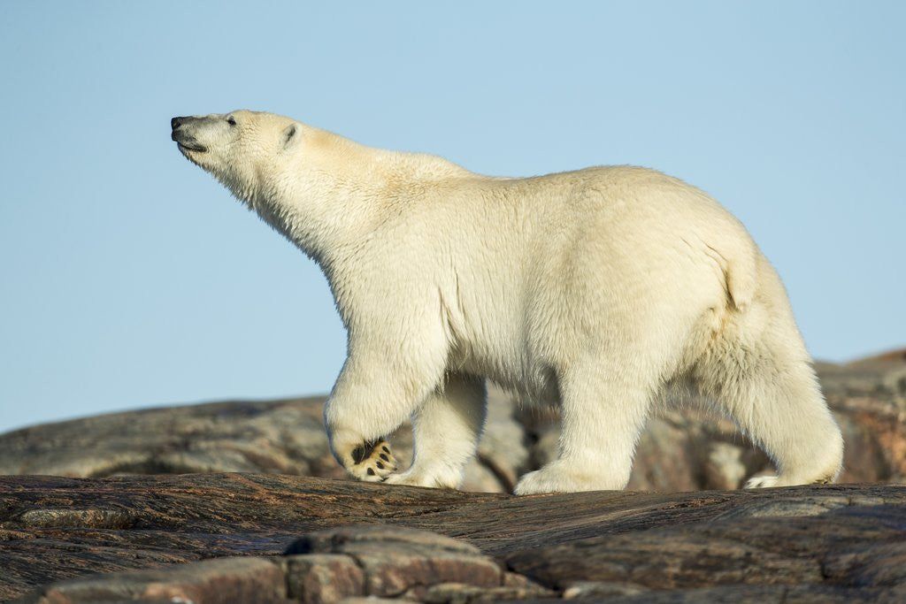 Detail of Polar Bear on Harbour Islands, Hudson Bay, Nunavut, Canada by Corbis