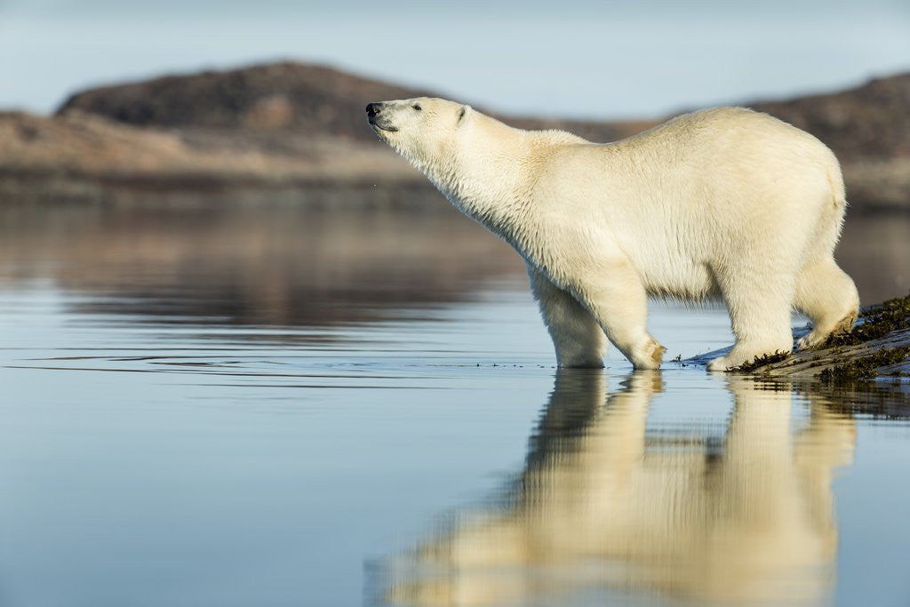 Detail of Polar Bear on Harbour Islands, Hudson Bay, Nunavut, Canada by Anonymous