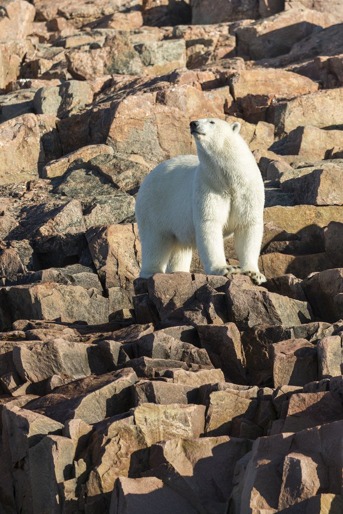 Detail of Polar Bear on Harbour Islands, Hudson Bay, Nunavut, Canada by Anonymous