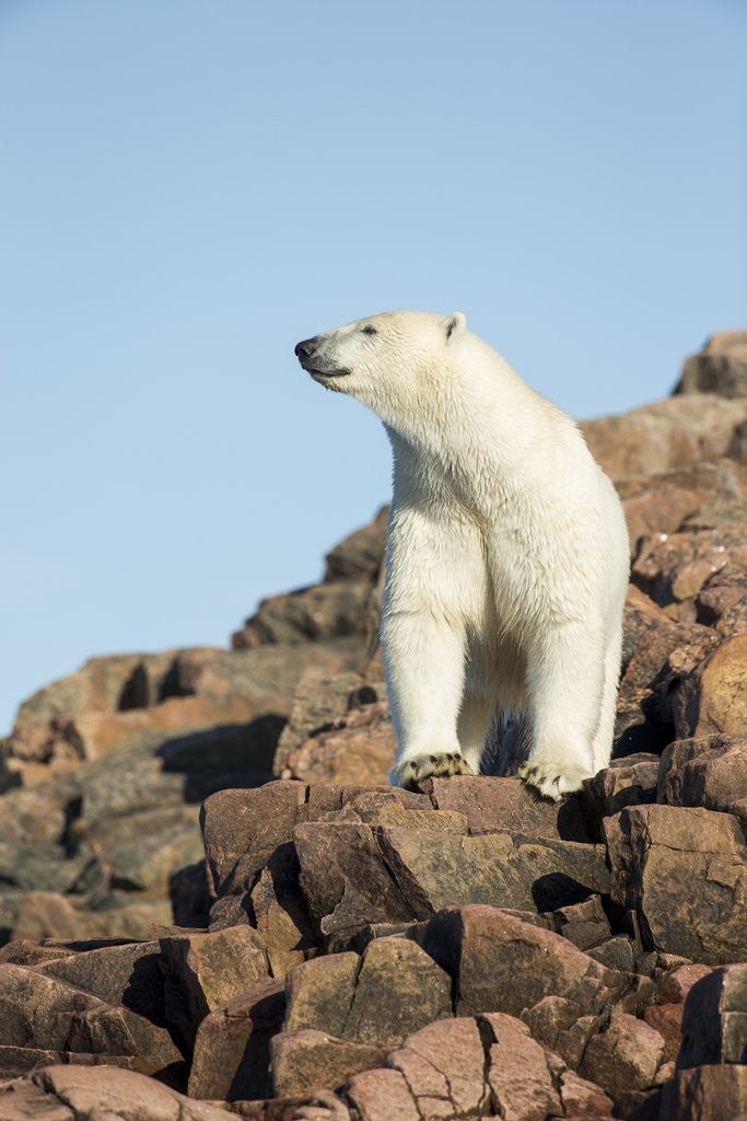 Detail of Polar Bear on Harbour Islands, Hudson Bay, Nunavut, Canada by Anonymous