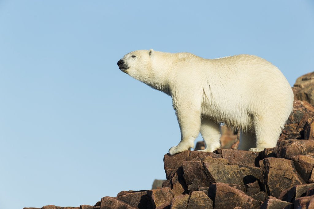 Detail of Polar Bear on Harbour Islands, Hudson Bay, Nunavut, Canada by Anonymous
