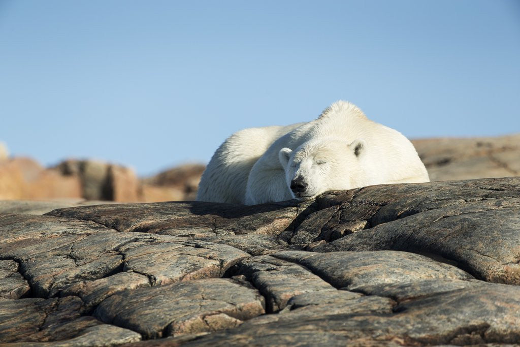 Detail of Polar Bear Sleeping on Harbour Islands, Hudson Bay, Nunavut, Canada by Corbis