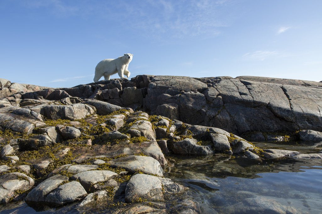 Detail of Polar Bear on Harbour Islands, Hudson Bay, Nunavut, Canada by Anonymous