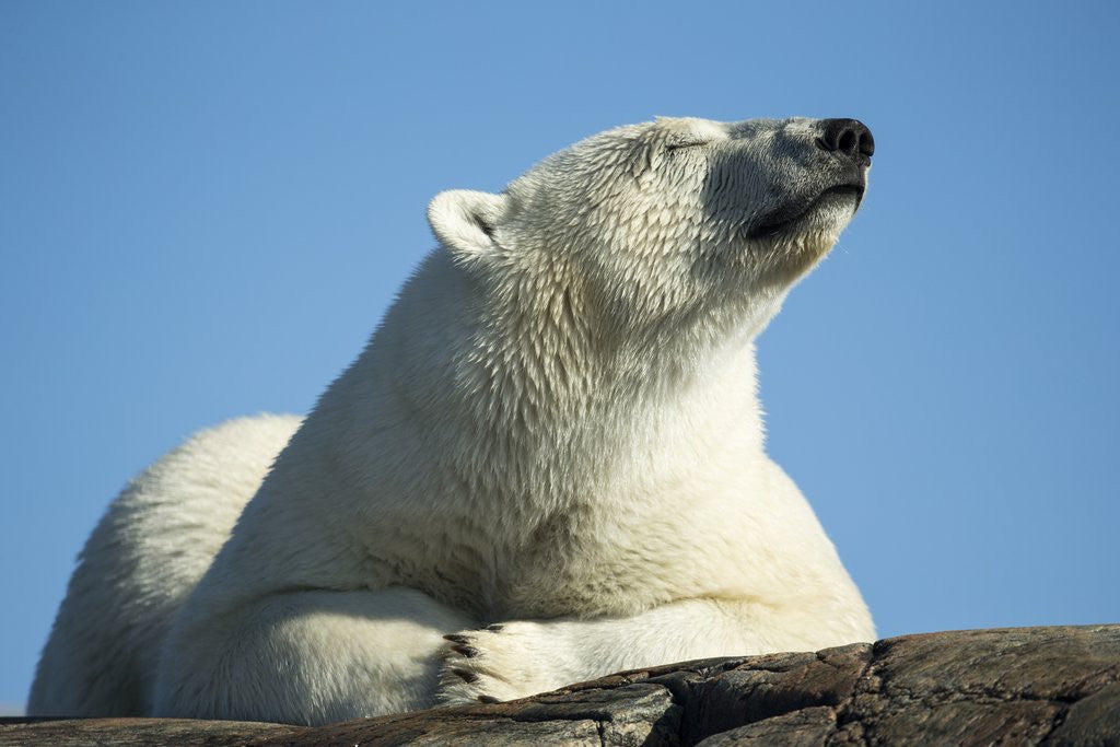 Detail of Polar Bear on Harbour Islands, Hudson Bay, Nunavut, Canada by Anonymous