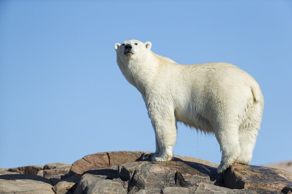 Detail of Polar Bear on Harbour Islands, Hudson Bay, Nunavut, Canada by Anonymous