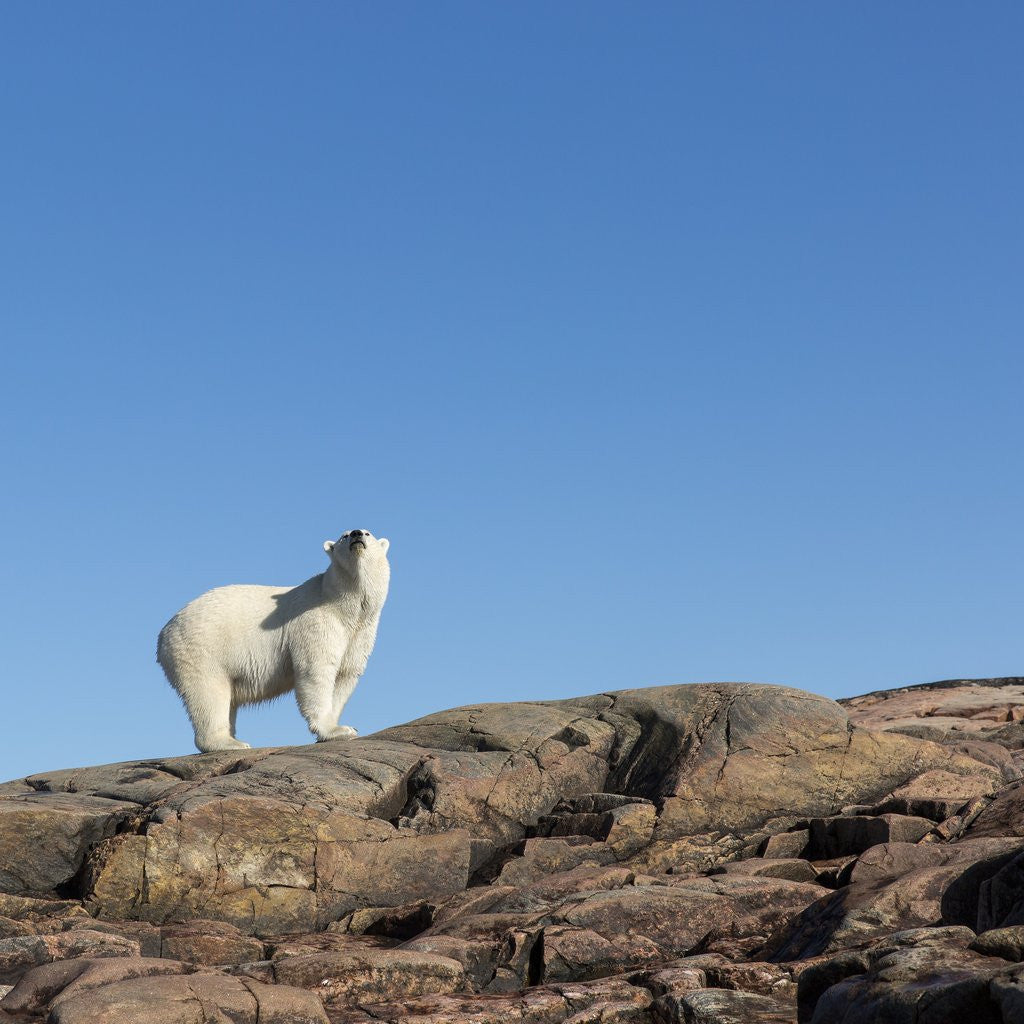 Detail of Polar Bear on Harbour Islands, Hudson Bay, Nunavut, Canada by Anonymous
