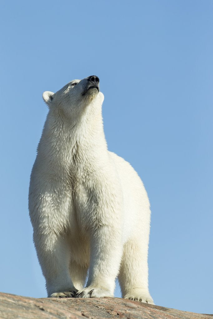 Detail of Polar Bear on Harbour Islands, Hudson Bay, Nunavut, Canada by Anonymous