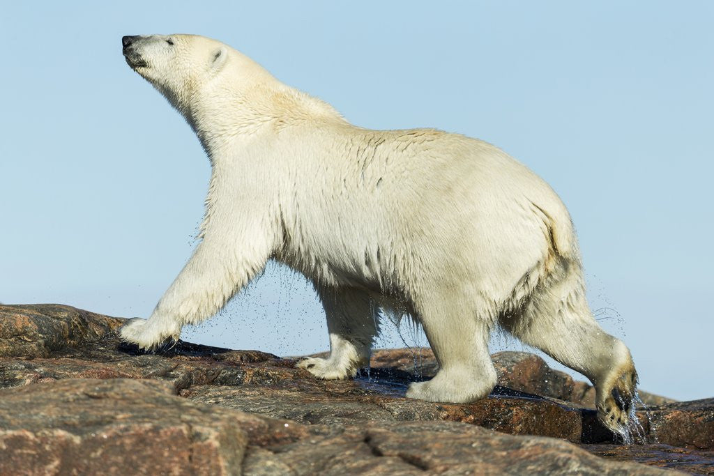 Detail of Polar Bear on Harbour Islands, Hudson Bay, Nunavut, Canada by Anonymous