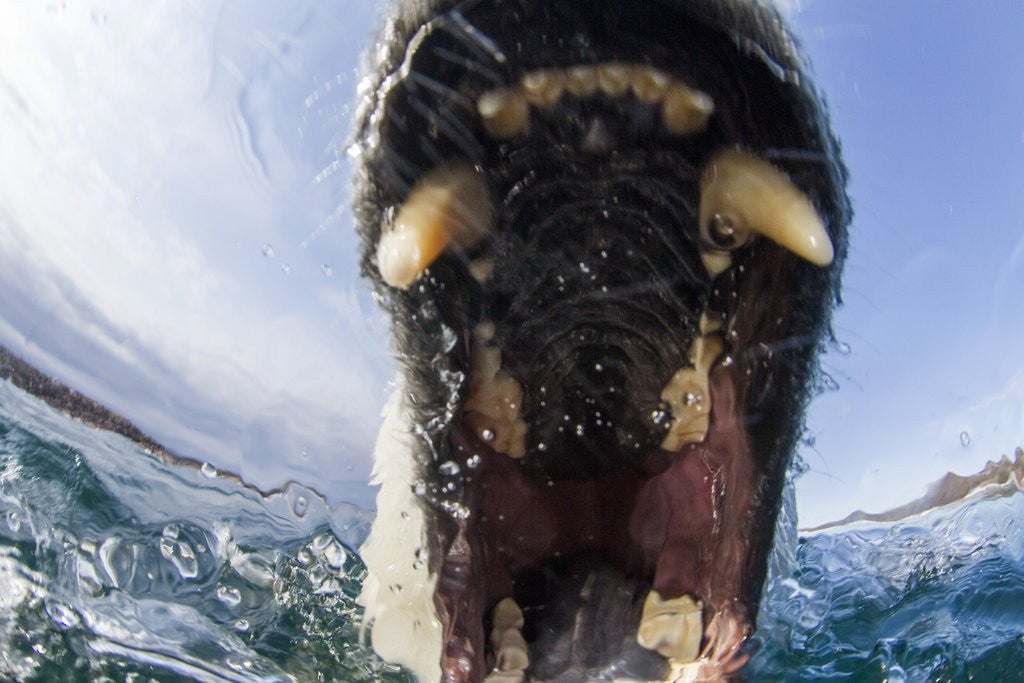 Detail of Swimming Polar Bear, Hudson Bay, Nunavut, Canada by Anonymous