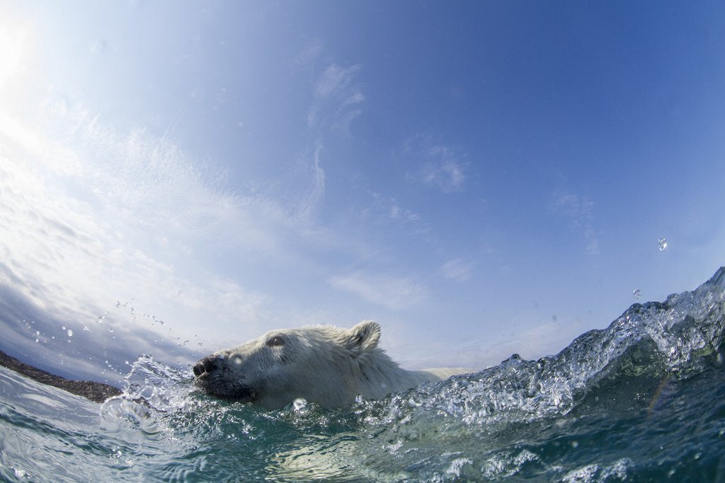 Detail of Swimming Polar Bear, Hudson Bay, Nunavut, Canada by Anonymous