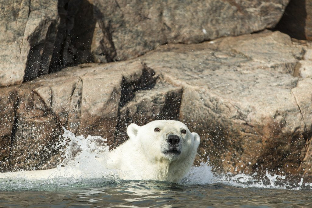 Detail of Swimming Polar Bear, Hudson Bay, Nunavut, Canada by Anonymous